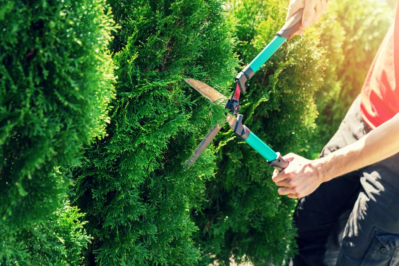 Evergreen Hedge Trimming in Rockwall, TX
