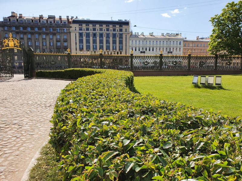 Shrubs Removal