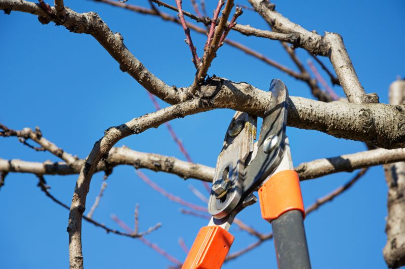 Cost of Pruning Services